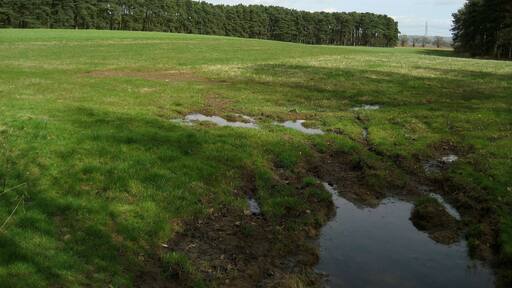 Countryside South of Sand Hutton Woodland and Pasture combine to constitute the countryside around Sand Hutton.