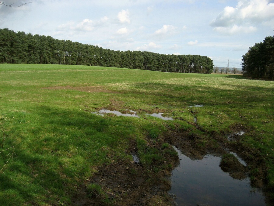 Countryside South of Sand Hutton Woodland and Pasture combine to constitute the countryside around Sand Hutton.