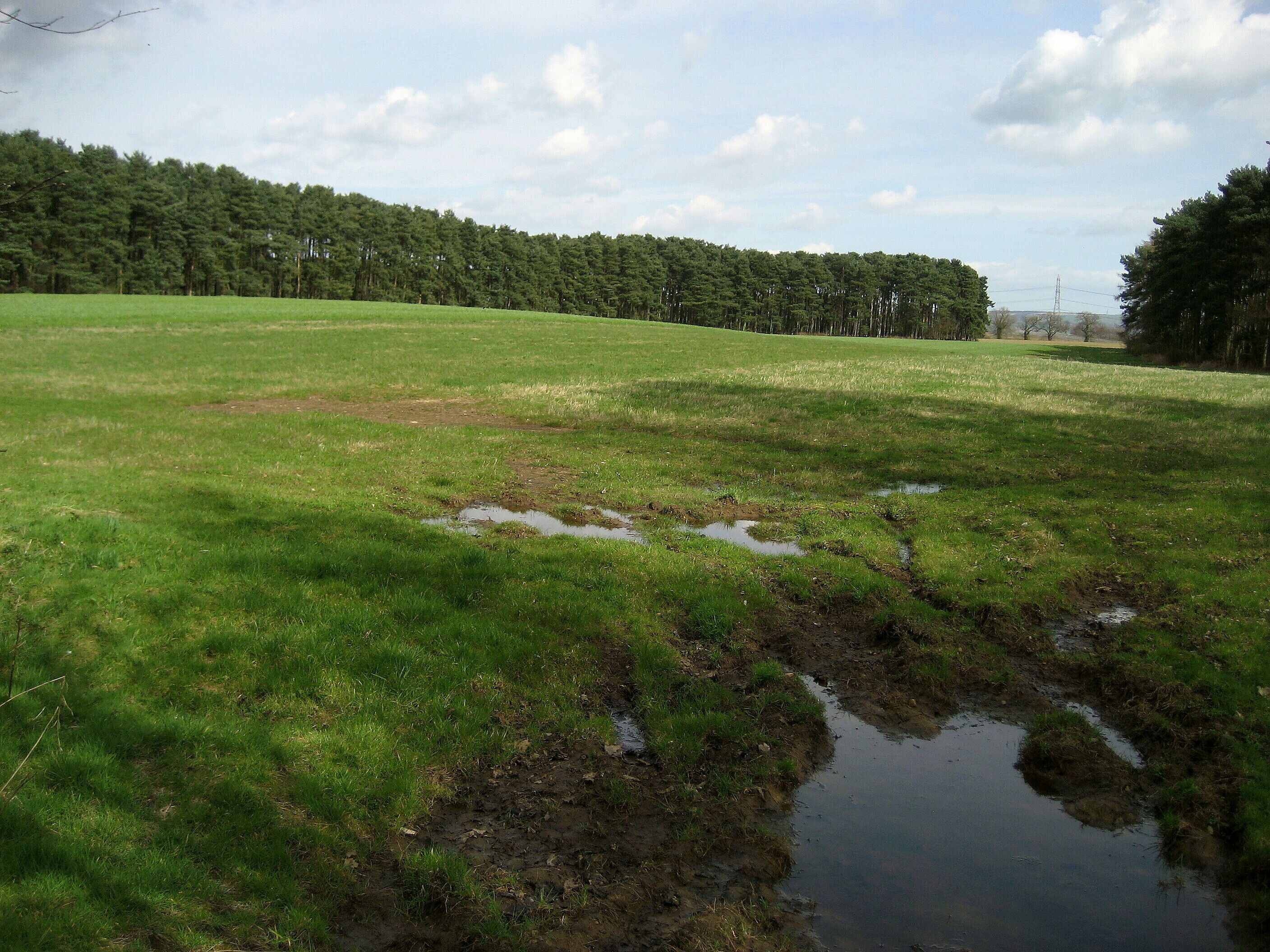 A grassy field with puddles and a forest in the background.
