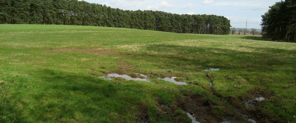 A grassy field with puddles and a forest in the background.