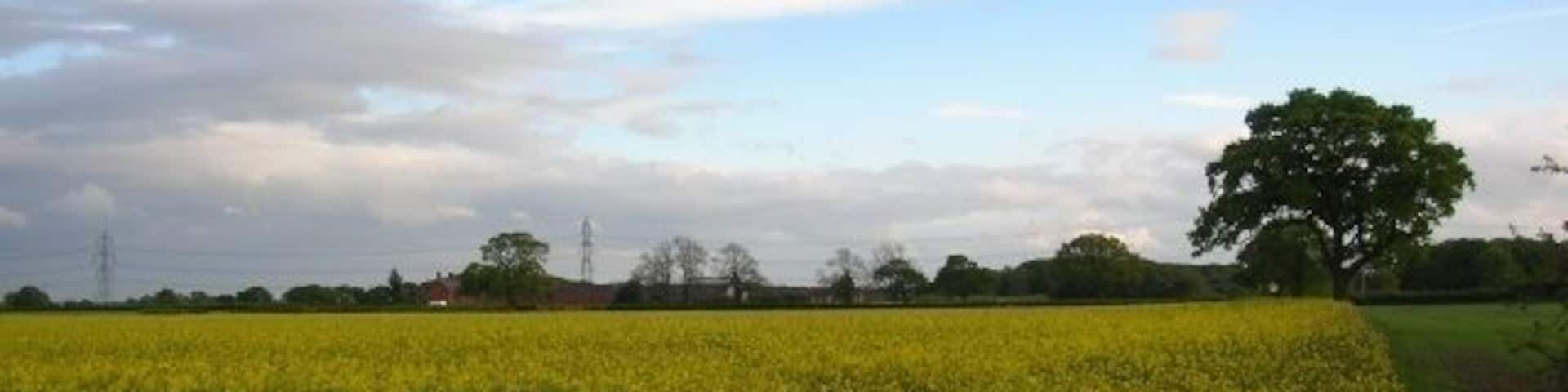 Scoreby Estatewest of Kexby, North Yorkshire, England. A field of rape viewed from one of the bridleways across the Scoreby Estate. In the distance is Ivy House.