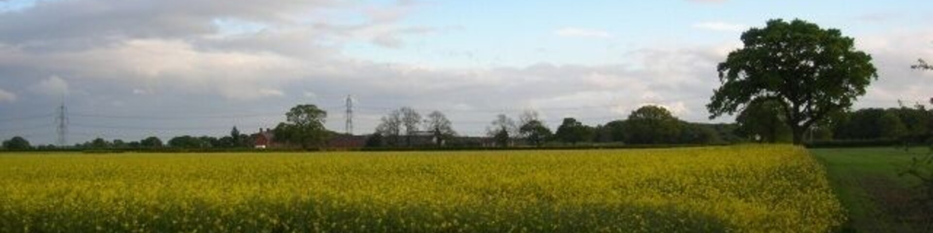 Scoreby Estatewest of Kexby, North Yorkshire, England. A field of rape viewed from one of the bridleways across the Scoreby Estate. In the distance is Ivy House.