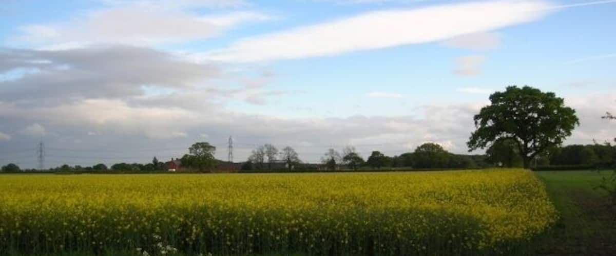 A field of yellow flowers with a tree and a clear sky.