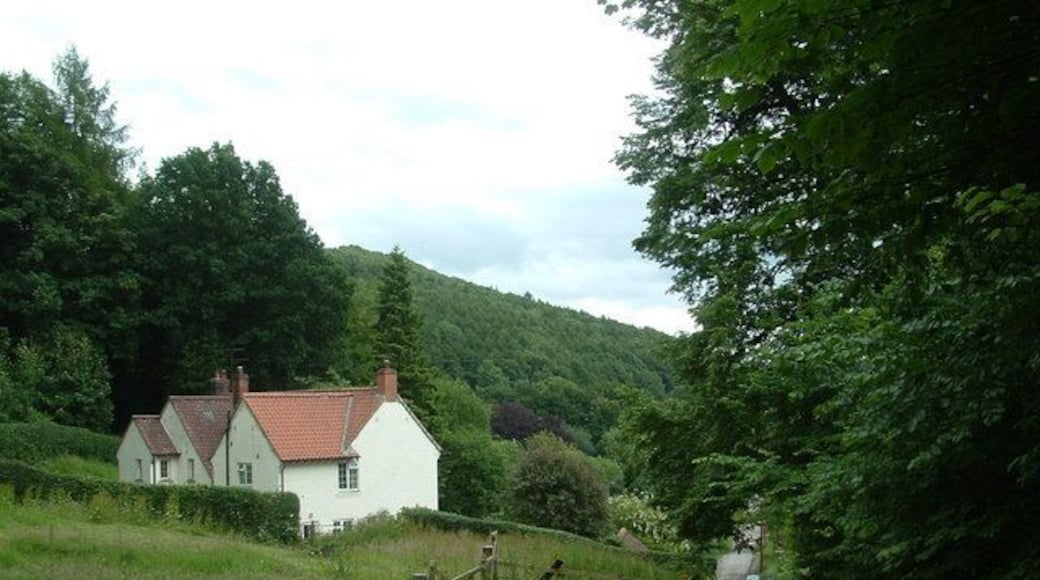Near Wass Entering the woods near Wass.