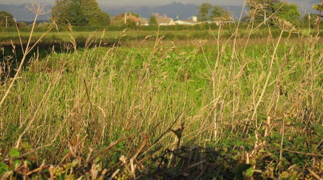 Towards Huby On the road from Tollerton.