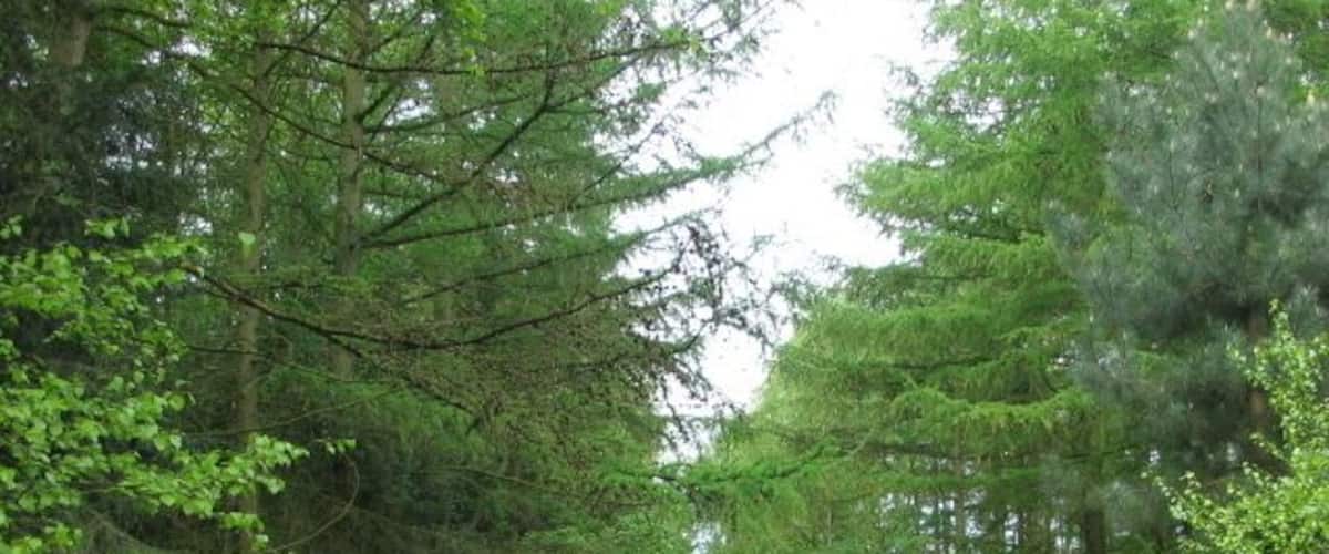 A forested trail with dense trees and a dirt path.
