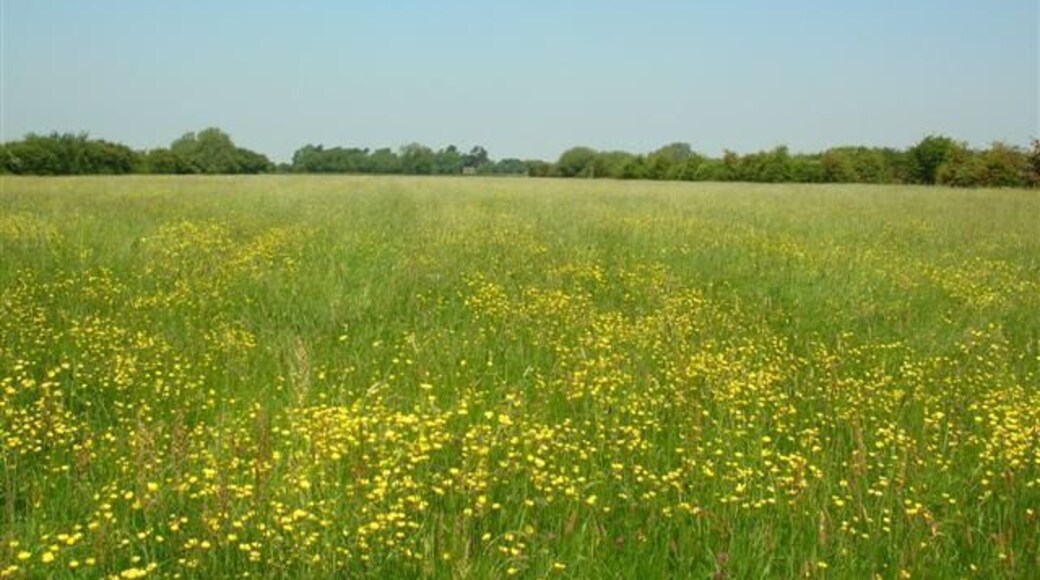 Field of Buttercups - Rufforth. Alongside a bridleway in Rufforth.