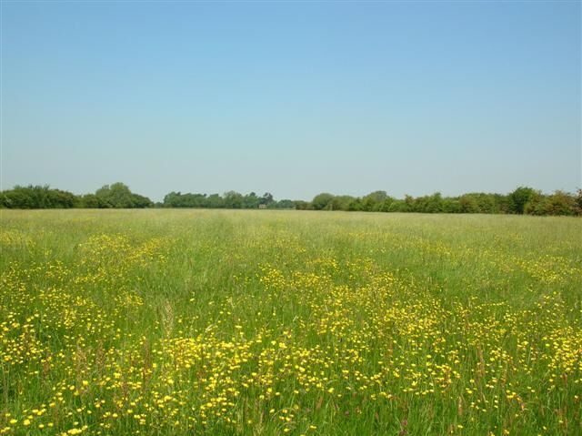 A field of yellow flowers under a clear blue sky.