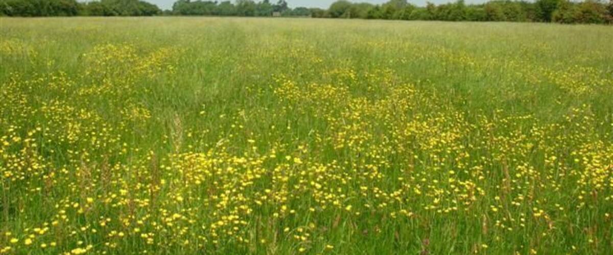 A field of yellow flowers under a clear blue sky.