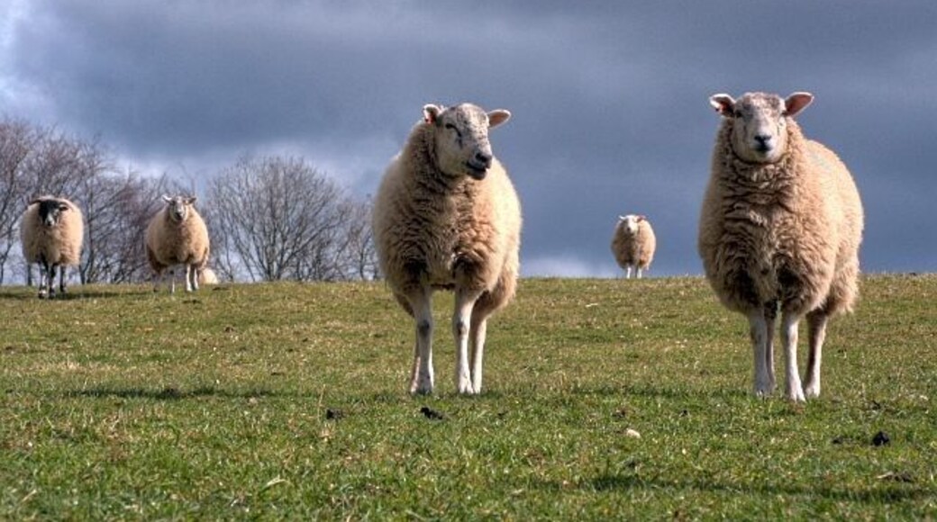 Pasture off Spauntons Lane