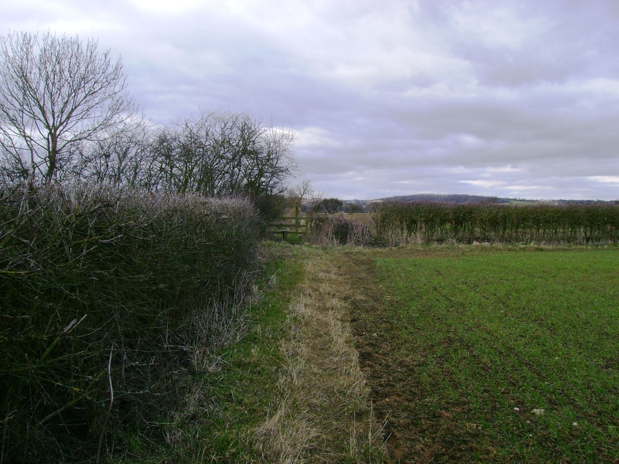 Field edge footpath The footpath heading north toward Sinnington has been altered to the field edge and not across the field as shown on the map