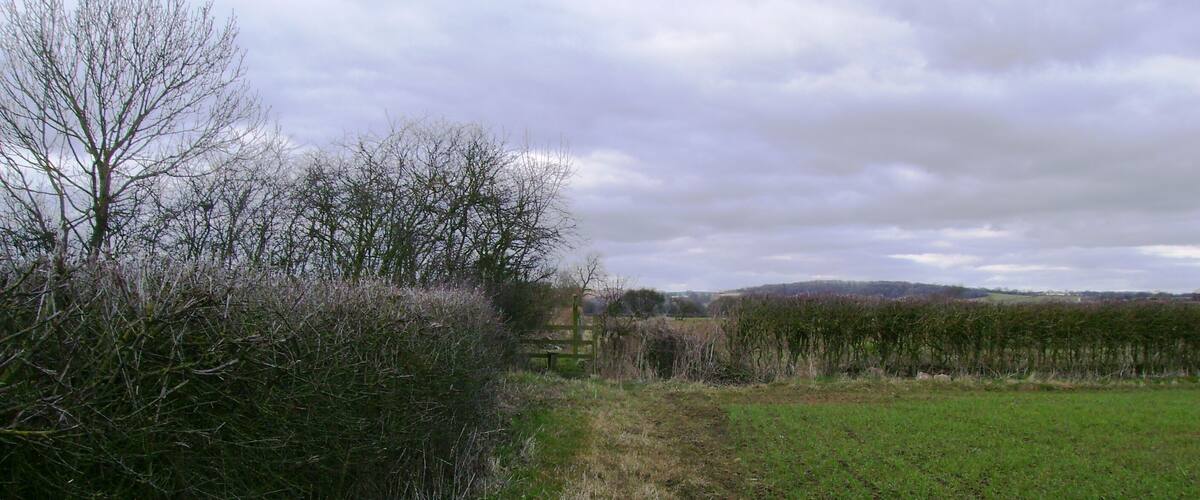 A rural landscape with a narrow path leading through dense shrubbery and a field.