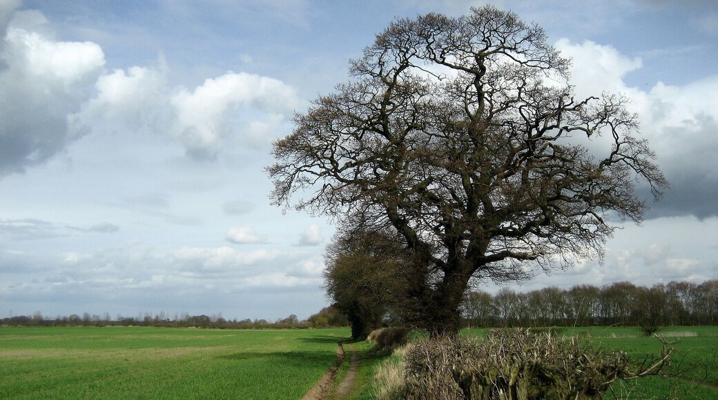 Country between Stockton and Warthill Following footpath beside the field boundary between Stockton in the Forest and Warthill.