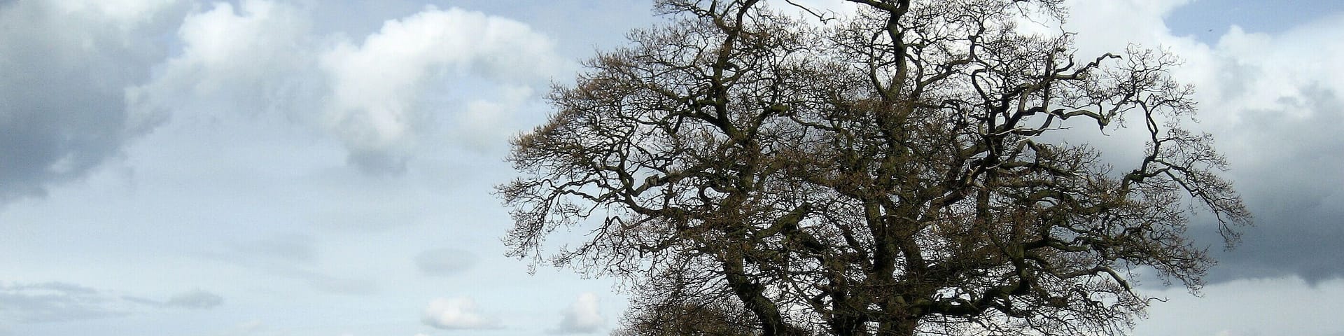 Country between Stockton and Warthill Following footpath beside the field boundary between Stockton in the Forest and Warthill.
