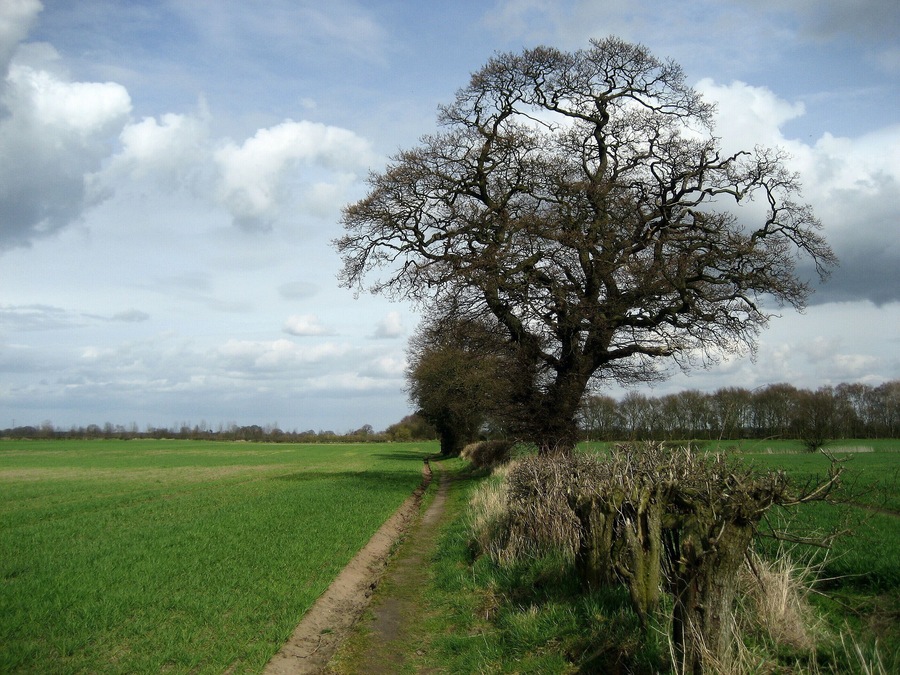Country between Stockton and Warthill Following footpath beside the field boundary between Stockton in the Forest and Warthill.