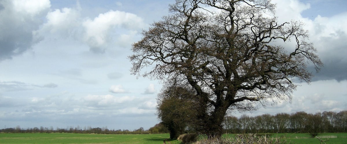 A solitary tree in a green field with a path leading to it.