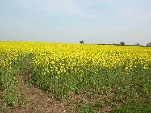 Towards Thorntree Hill A field of rape on York Road. Dunnington is to the right.