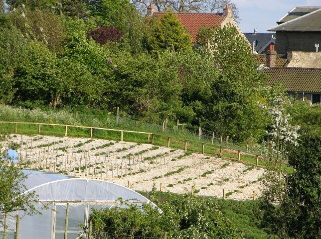 Lavender Growing. Not perhaps the main geographical feature as the surrounding hills are predominantly rape at the moment. Thought the lavender was a new and interesting development.