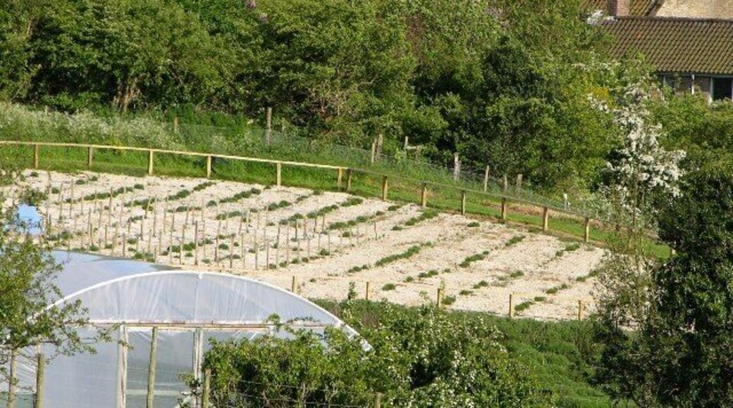 Lavender Growing. Not perhaps the main geographical feature as the surrounding hills are predominantly rape at the moment. Thought the lavender was a new and interesting development.