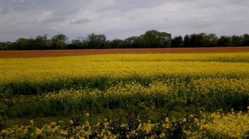 Hayton, East Riding of Yorkshire, England. Colourful countryside! Even the overcast sky, with its threatening clouds, cannot dampen the stunning effect of the contrasting colours of rapeseed and poppies in this view across the countryside near Hayton, taken from the busy A1079.
