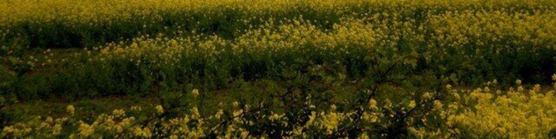 Hayton, East Riding of Yorkshire, England. Colourful countryside! Even the overcast sky, with its threatening clouds, cannot dampen the stunning effect of the contrasting colours of rapeseed and poppies in this view across the countryside near Hayton, taken from the busy A1079.
