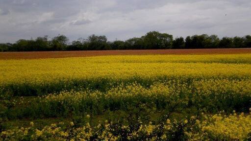 Hayton, East Riding of Yorkshire, England. Colourful countryside! Even the overcast sky, with its threatening clouds, cannot dampen the stunning effect of the contrasting colours of rapeseed and poppies in this view across the countryside near Hayton, taken from the busy A1079.