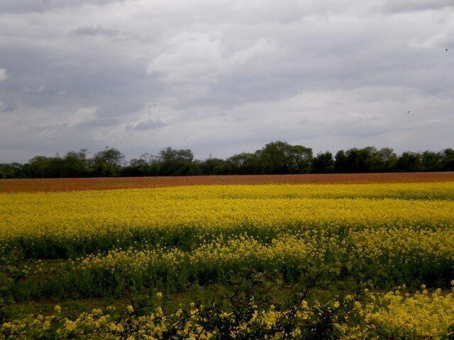 A field of yellow flowers with a cloudy sky.