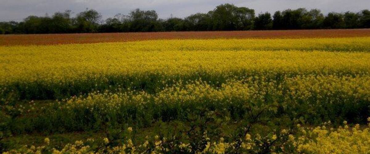 A field of yellow flowers with a cloudy sky.