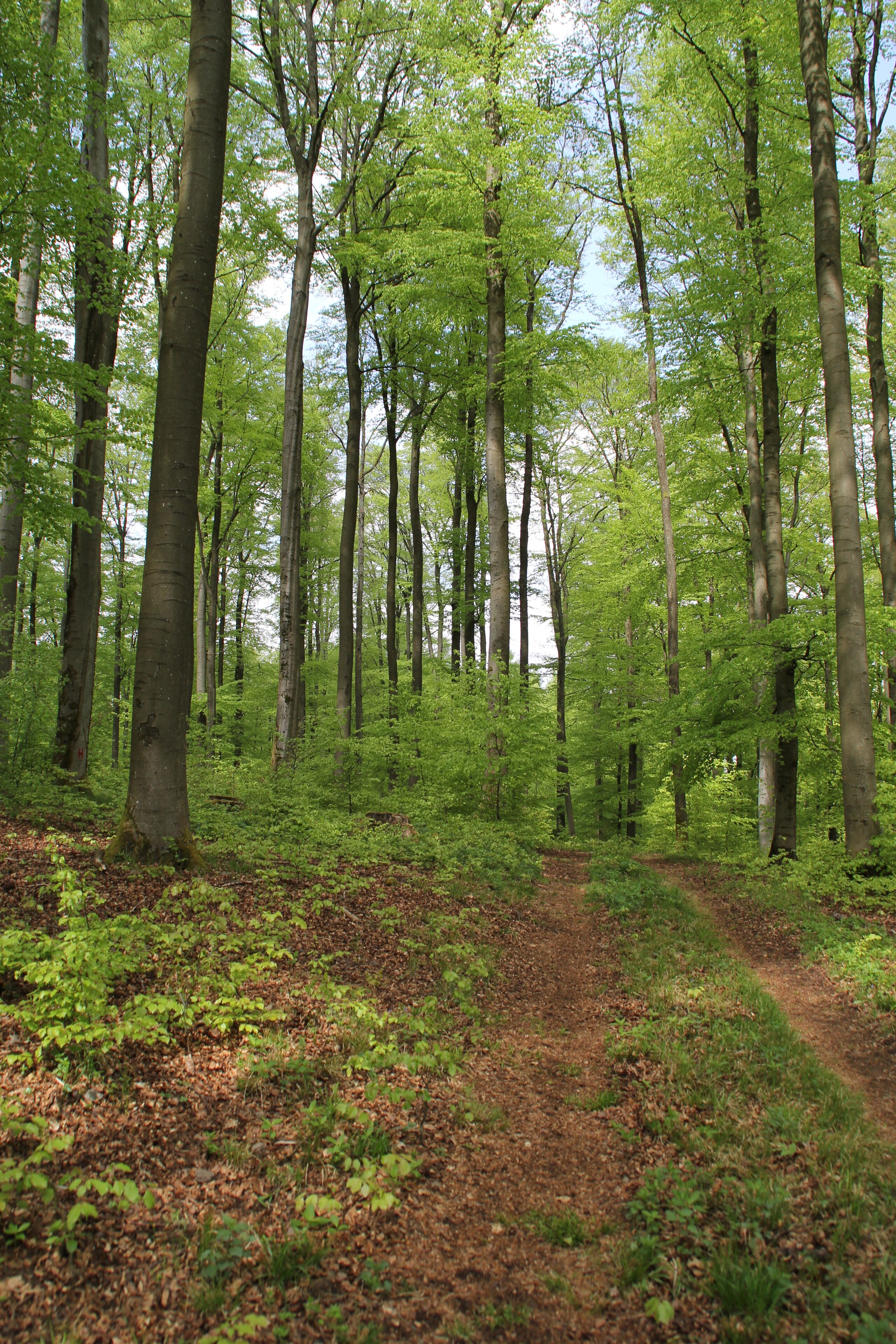 Im Naturschutzgebiet Hoher Berg bei Lettgenbrunn im Spessart