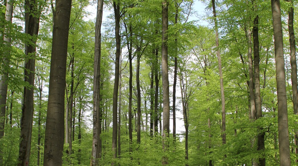 Im Naturschutzgebiet Hoher Berg bei Lettgenbrunn im Spessart