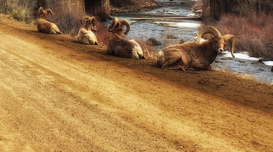 Big horn sheep in Waterton Canyon today