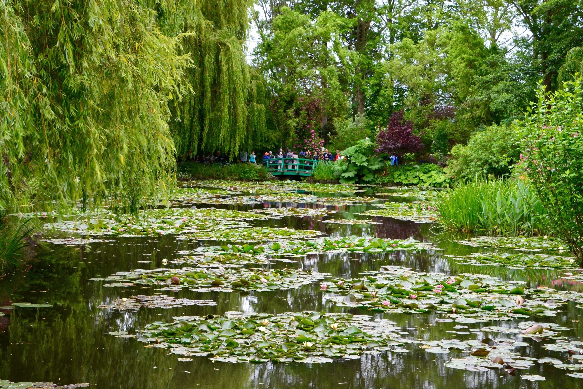A pond with lily pads and willow trees.