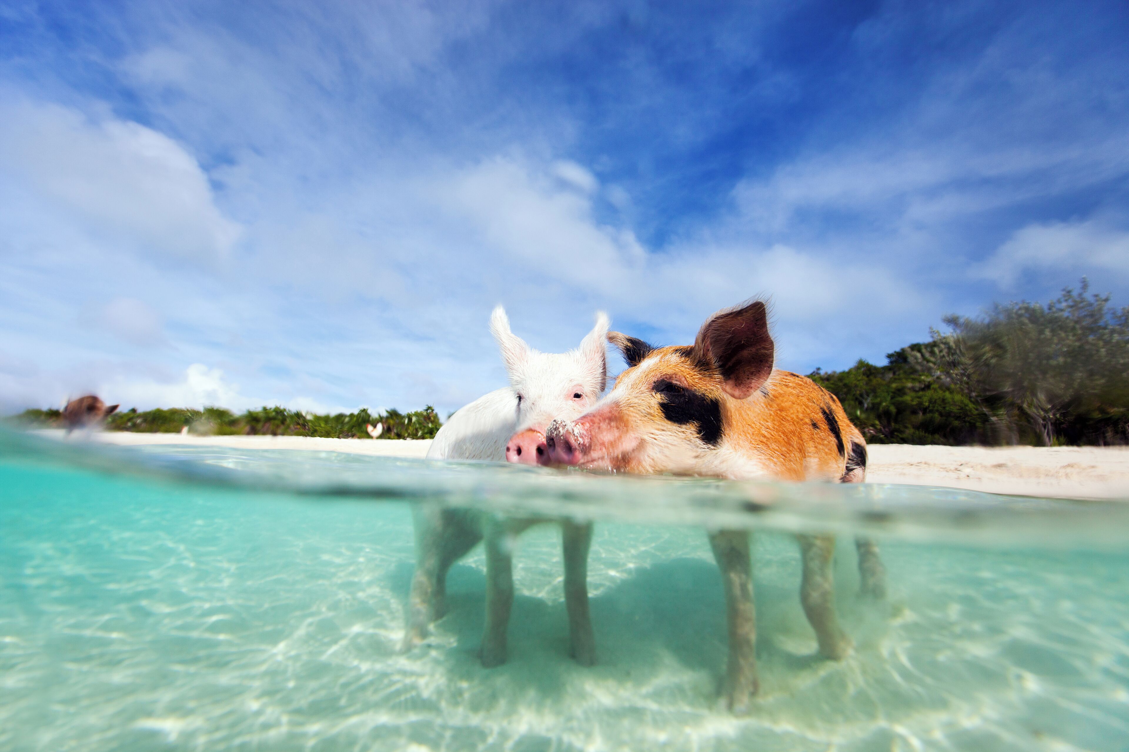 Um porco e um cão em águas rasas e cristalinas, com uma praia e árvores ao fundo.
