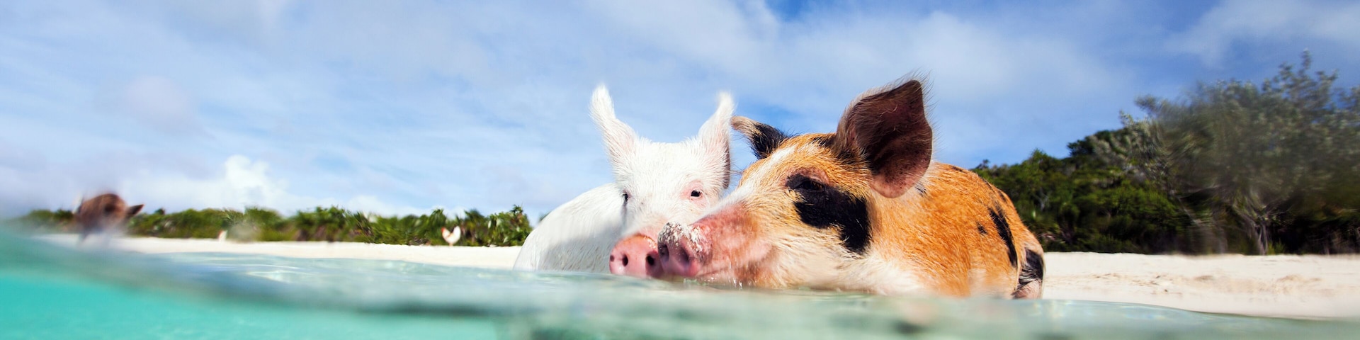 Um porco e um cão em águas rasas e cristalinas, com uma praia e árvores ao fundo.