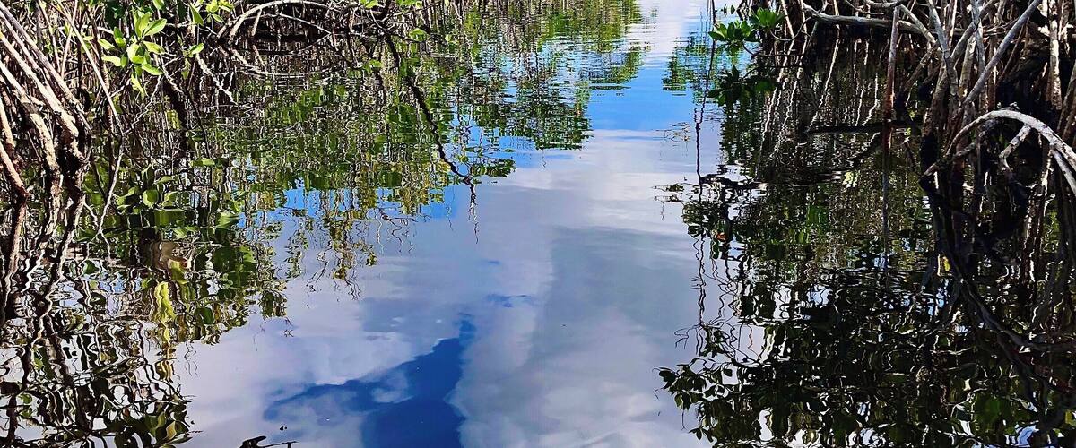 Kayaking in the Everglades, such a gorgeous and interesting park.