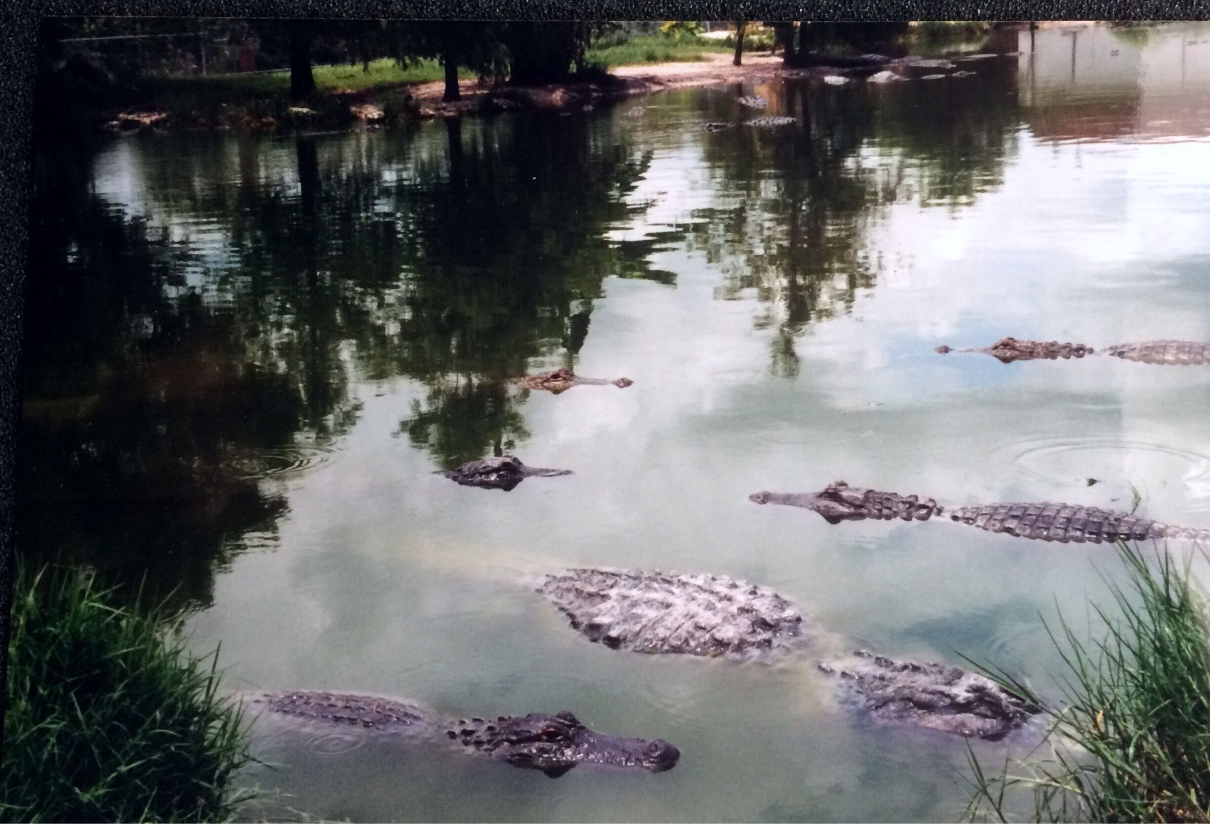 These are wild alligators . The photo was taken from a bank abutting the water .