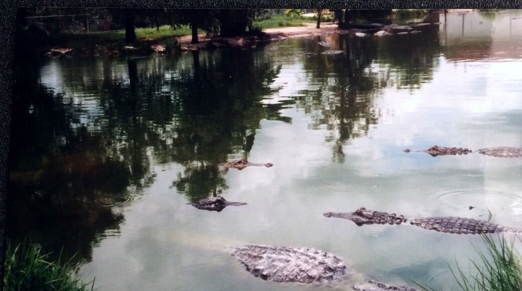 These are wild alligators . The photo was taken from a bank abutting the water .