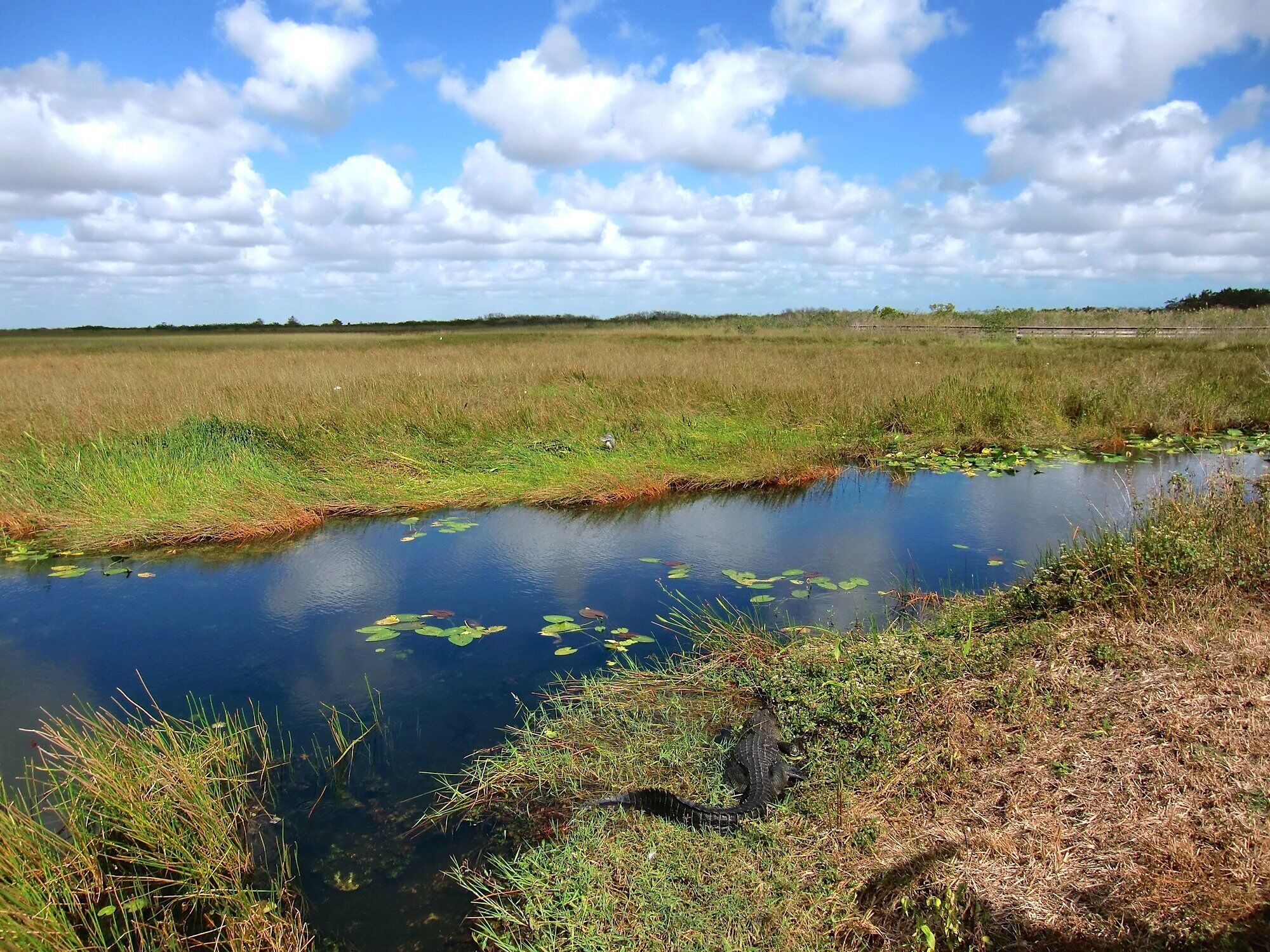 Un plan d’eau paisible, parsemé de nénuphars, entouré de prairies verdoyantes et surplombé d’un ciel clair parsemé de nuages.