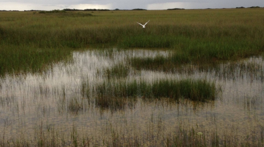 The Everglades , Florida