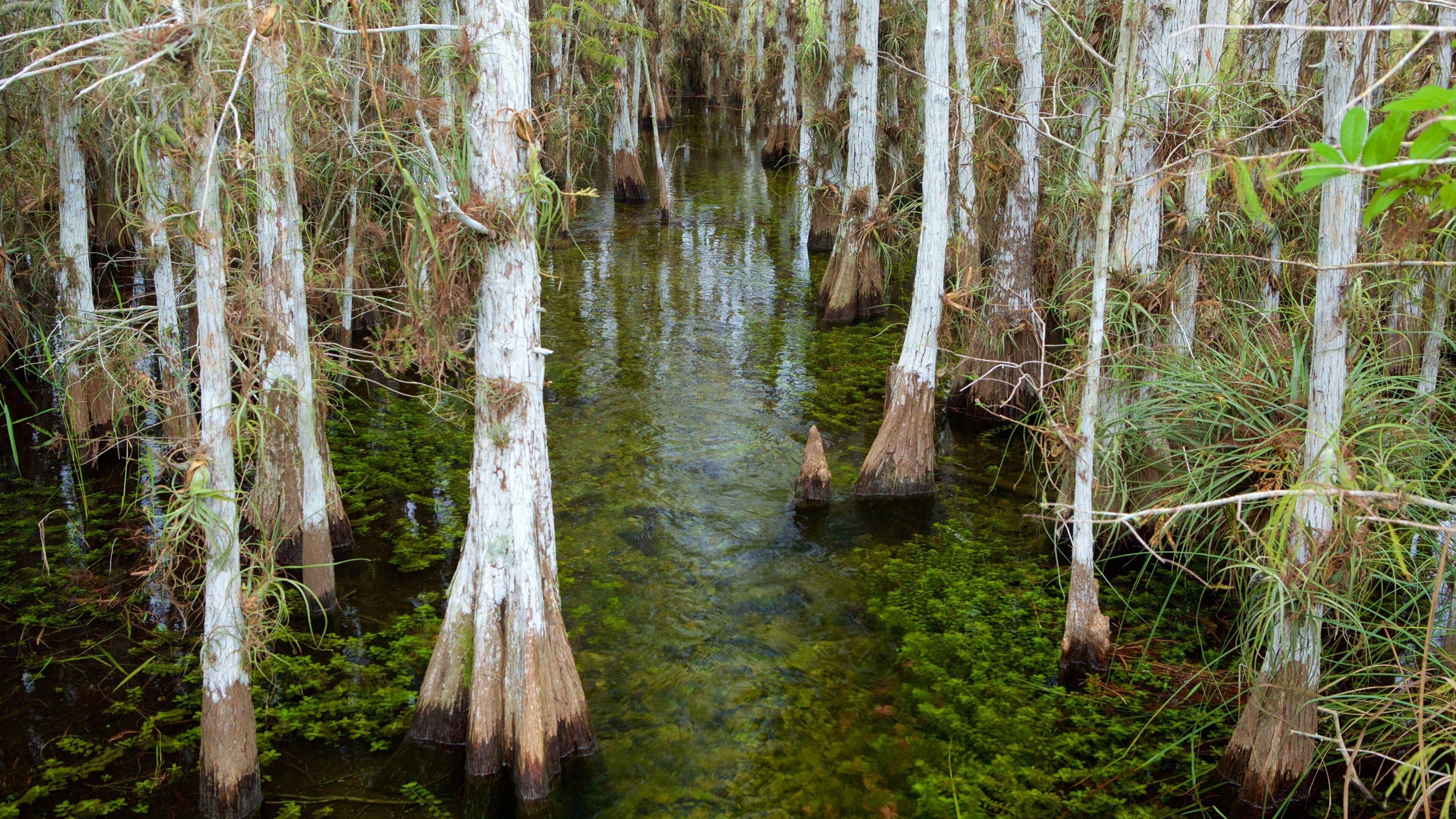 Parque Nacional de los Everglades mostrando imágenes de bosques y pantano