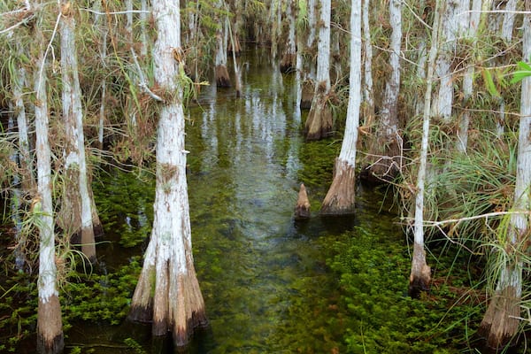 Everglades National Park showing forest scenes and wetlands