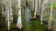 Everglades Nationalpark das einen Waldmotive und Sumpfgebiet