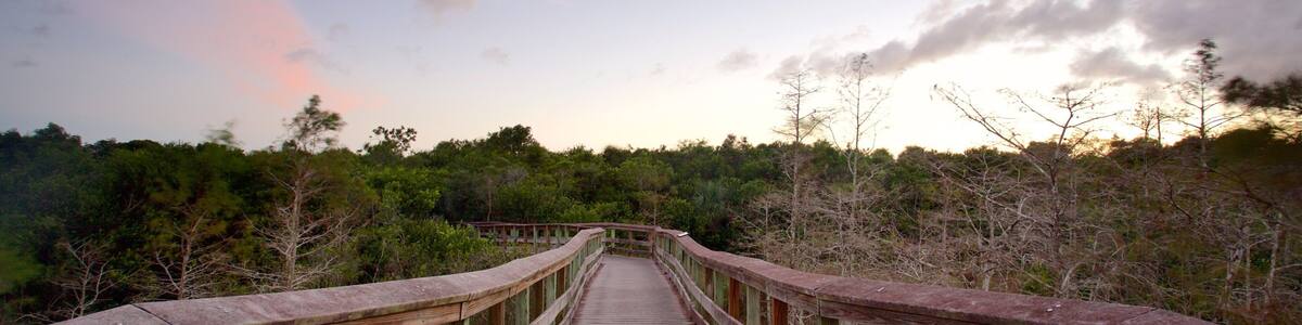 A wooden boardwalk leading through a forested area with a sunset sky.