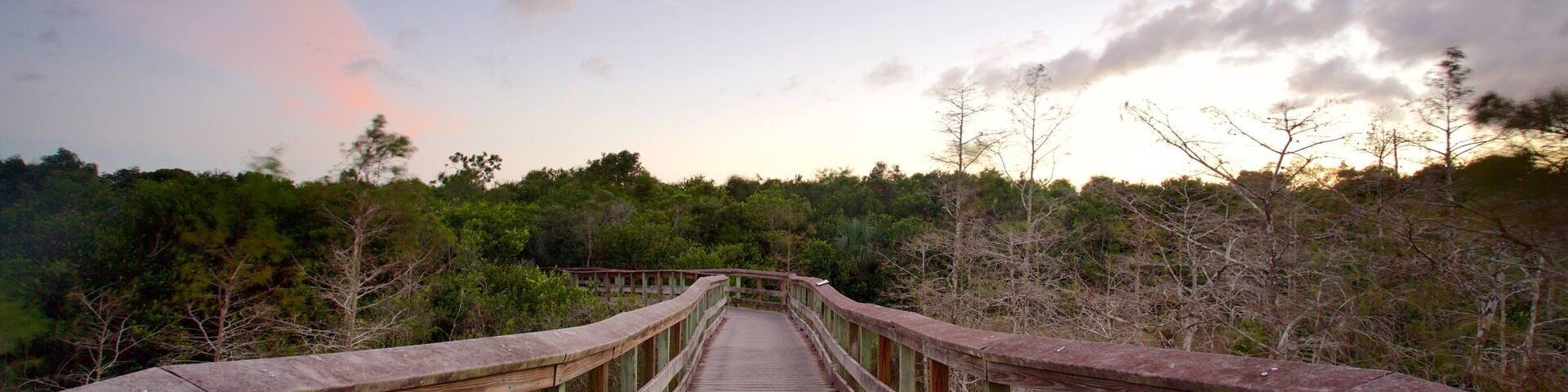 A wooden boardwalk leading through a forested area with a sunset sky.