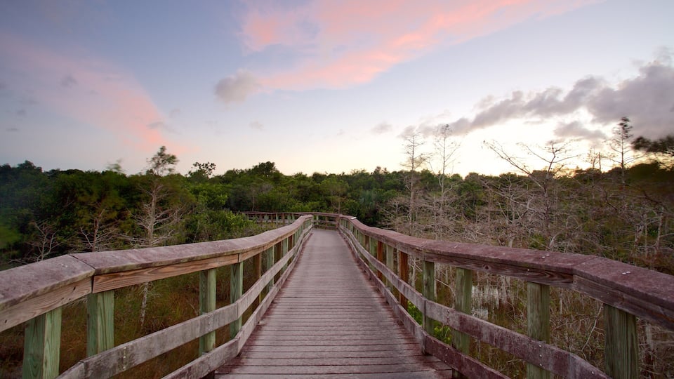 A wooden boardwalk leading through a forested area with a sunset sky.