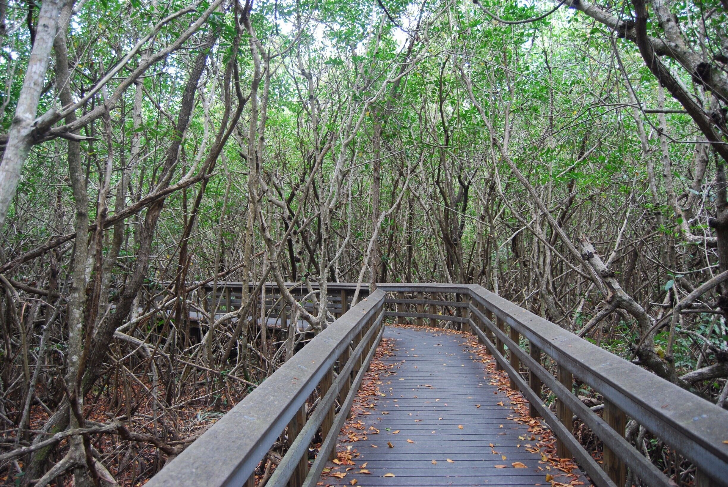 Everglades National Park is a gorgeous place with a huge variety of things to do and see. You can find numerous trails like this through the tropical mangrove trees! 