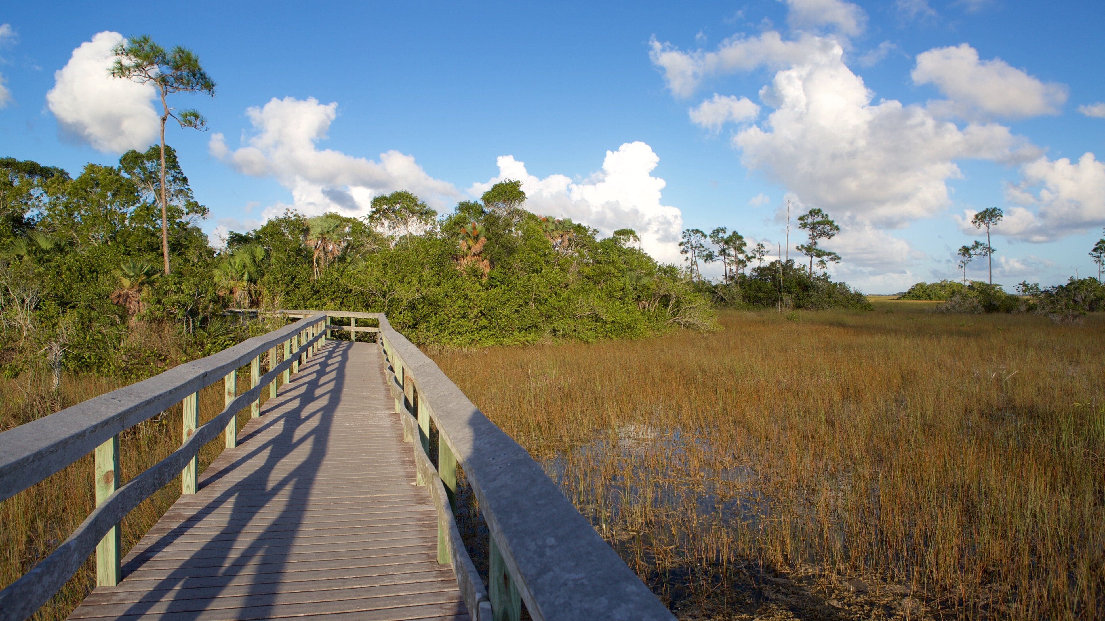 A wooden boardwalk leading through a marshy area with tall grasses and trees in the background.