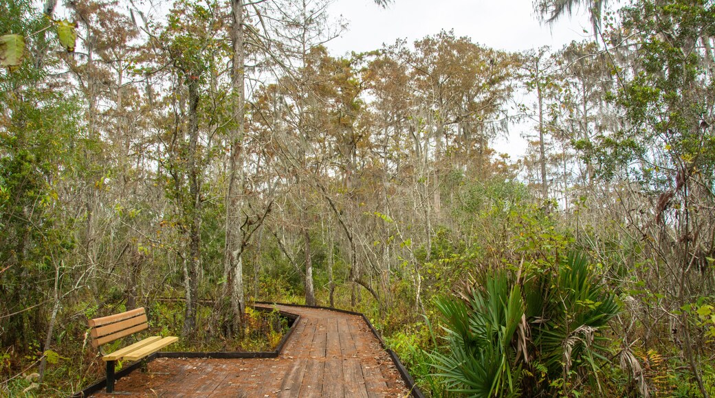 Bench on a boardwalk trail through wild Louisiana swamp and marsh in Barataria Preserve outside Marrero near New Orleans, USA