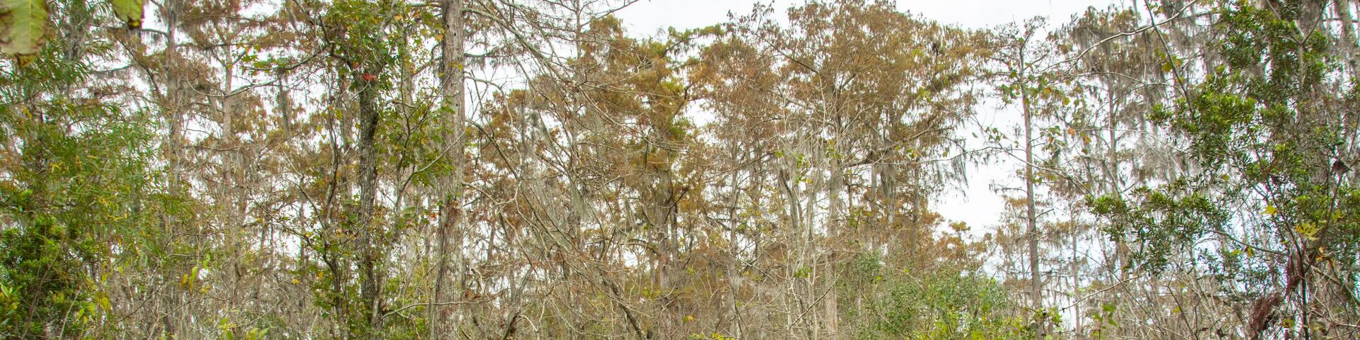 Bench on a boardwalk trail through wild Louisiana swamp and marsh in Barataria Preserve outside Marrero near New Orleans, USA