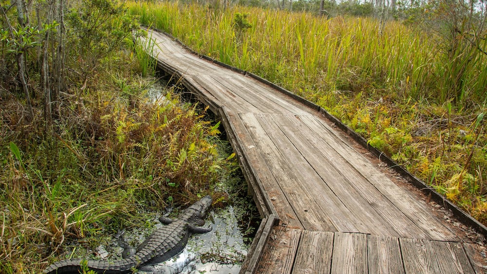 A wooden boardwalk curving through a wetland area with dense vegetation and a large alligator visible in the water.
